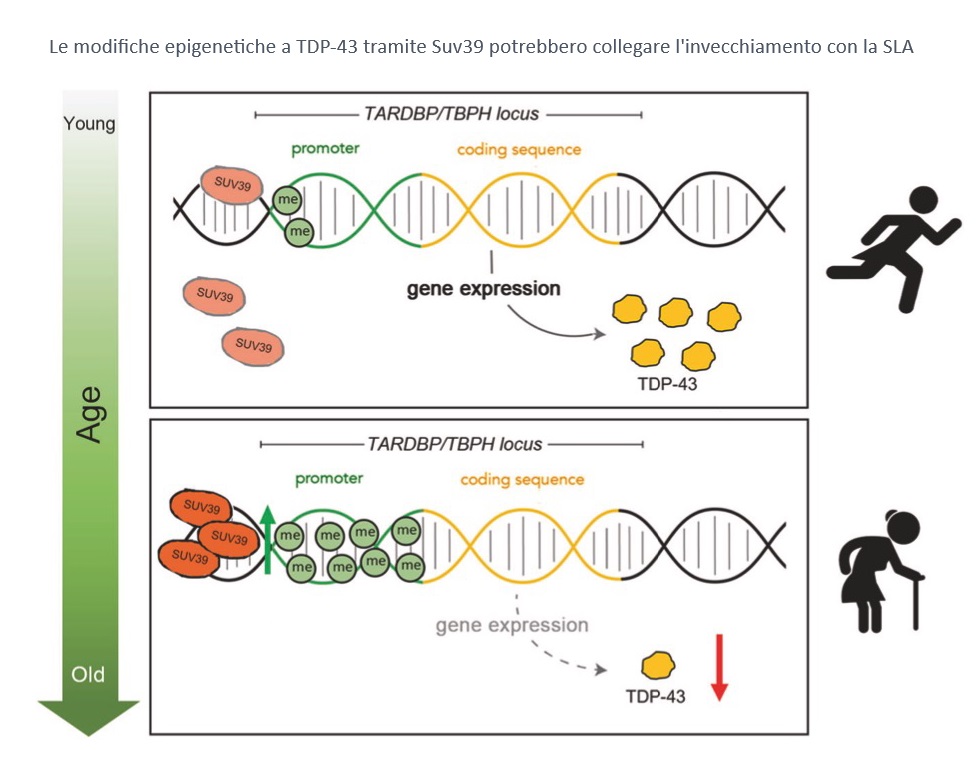 SLA e altre malattie neurodegenerative: i legami con l'invecchiamento cellulare